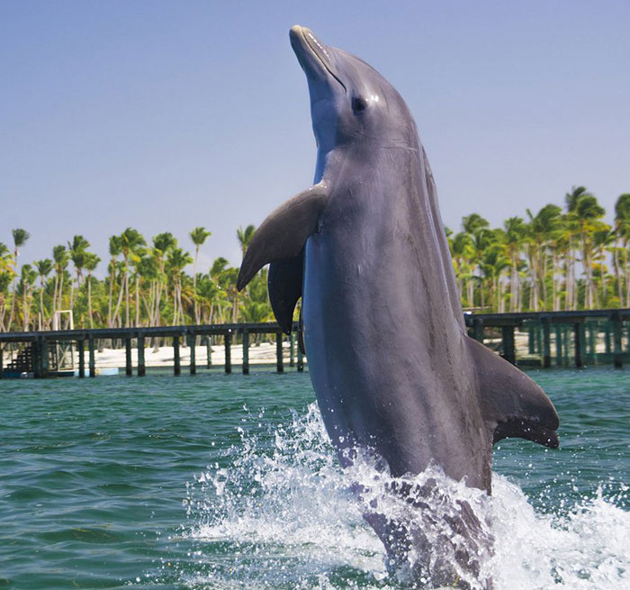 delfines