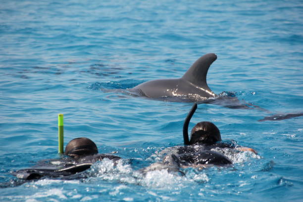 foto de delfines