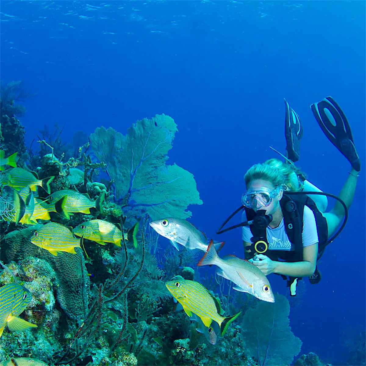 Coral and fish under water