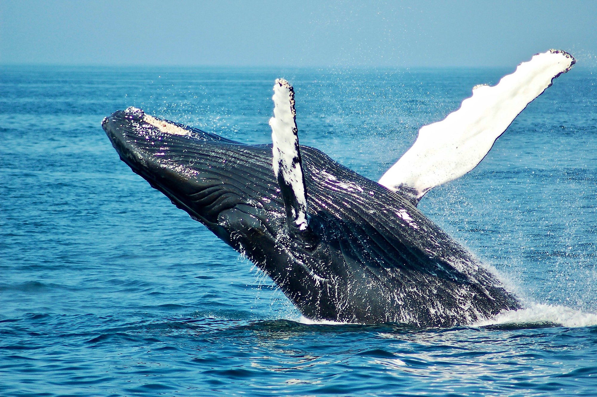 Humpback whale breaching in Samaná Bay