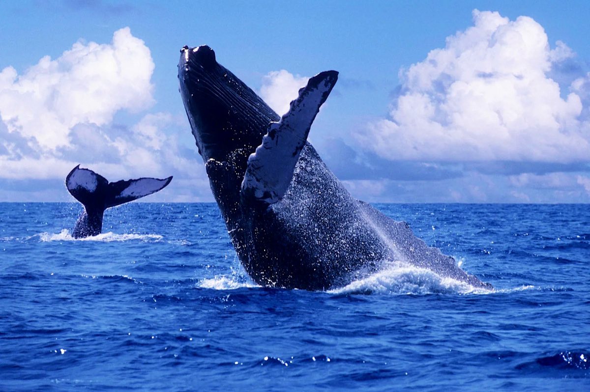 Whale tail above the water