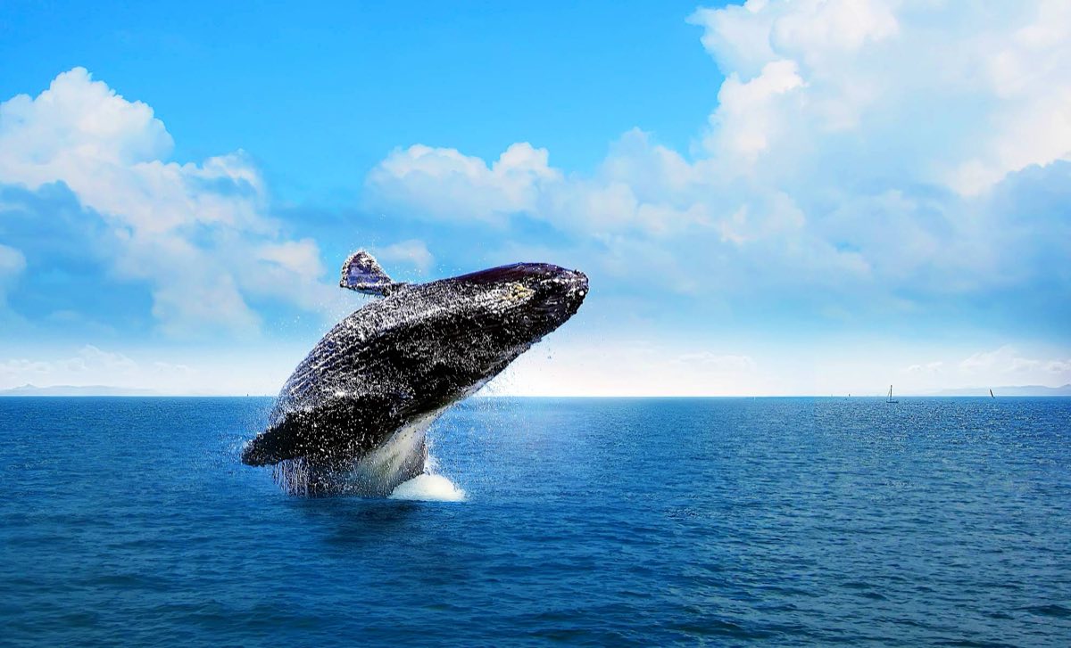 Whale watching boat in Samaná