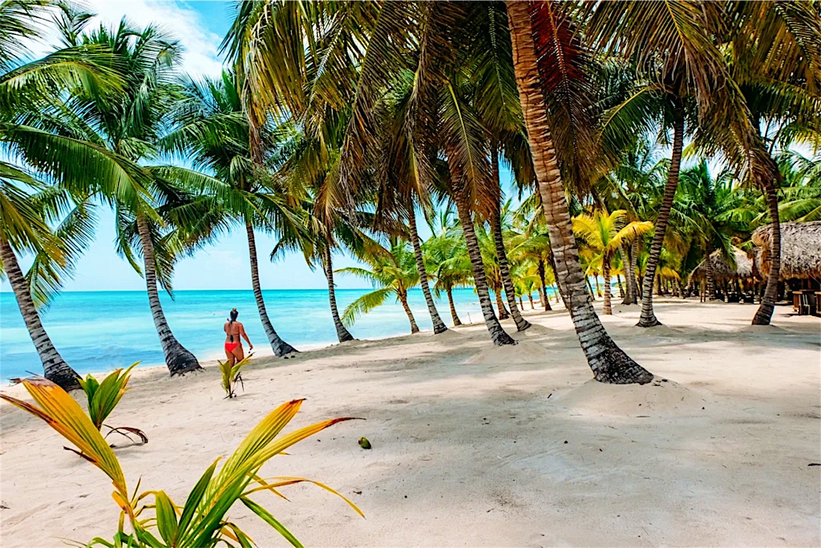 White sand beach with palm trees on Saona Island