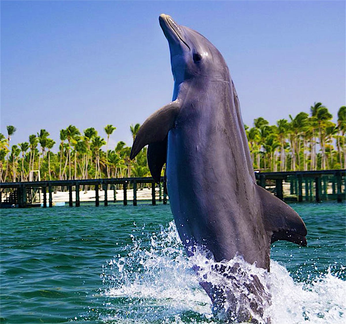 Dolphin jumping out of the water
